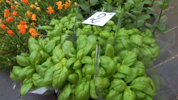 Flor de estufa venda de plantas para canteiros de flores e gramados a preços acessíveis — Vídeo de Stock