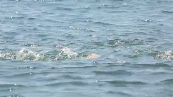 陌生的大胡子的男人潜水和鬼混，在水中放松，休息 — 图库视频影像