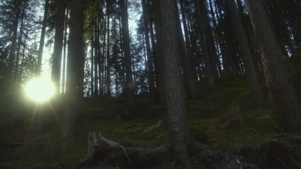 Vista panorámica del bosque, sol rompiendo entre altos pinos, belleza natural — Vídeo de stock