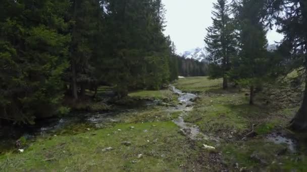 イタリア、ドロミテ山近くの森で透明な小川の空中ショット — ストック動画