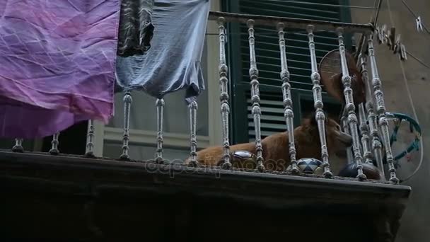 专门家的狗躺在阳台上独自等为其主人下班 — 图库视频影像