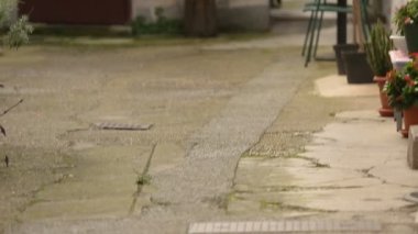 Çok Saksı bitkileri ve çiçek, ev tasarımı, dış ile rahat sessiz veranda