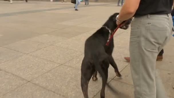 Чоловік гуляє зі своїм собакою на центральній міській площі, милою твариною, домашньою твариною — стокове відео