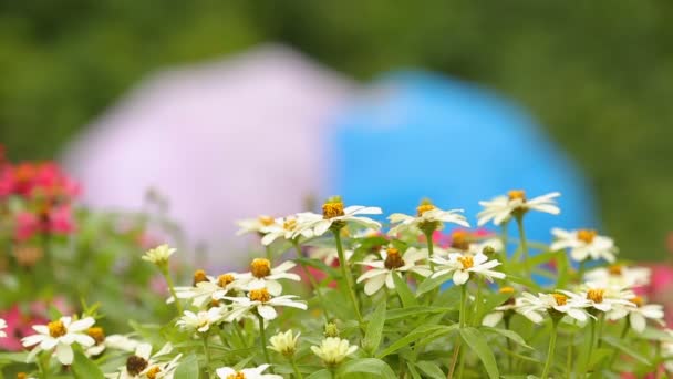 Cuplu iubitor stând pe bancă în parc cu umbrele colorate, vreme ploioasă — Videoclip de stoc