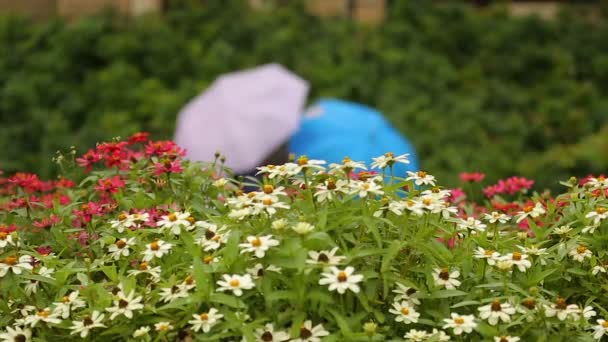 İki renkli şemsiyelerle Park'ta serbest zaman harcama arkadaş en iyi çocukluk — Stok video
