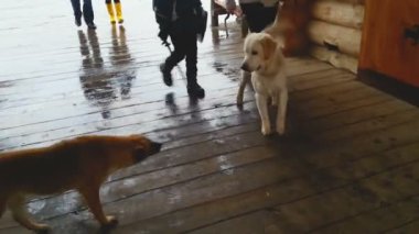 Evde beslenen hayvan köpek kira kontratı ve kalabalık bir başka hayvanlar koklama, toplantıda sokak köpeği