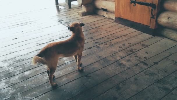 Perro callejero de pie en el porche de madera en el día lluvioso, animales abandonados sin hogar — Vídeos de Stock