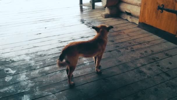 Бездомная собака, стоящая на деревянном крыльце в дождливый день, оглядывающаяся вокруг, одинокая — стоковое видео