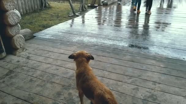 Hemlös hund står på trä veranda, tittar på förbipasserande slarvigt — Stockvideo