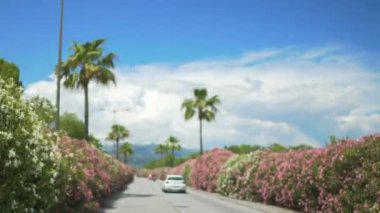 Çiçek açması Bush'larda dizilmiş resort City karayolu üzerinde aracını yaz