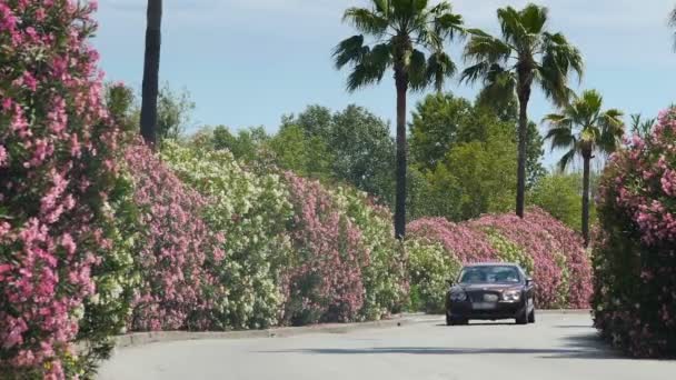 Nobelauto rast Straße mit blühenden Büschen hinunter und nähert sich privatem Anwesen — Stockvideo