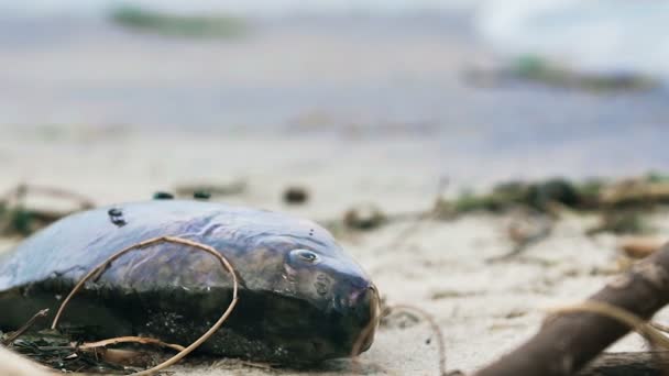 死んだサケのクローズ アップ飛ぶ毒された魚、水汚染問題をカバー — ストック動画