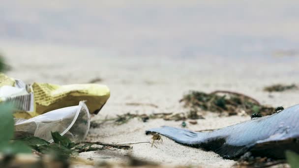 Έντομα σέρνεται πάνω άμμο μολυσμένη και σκουπίδια, αρνητική επίδραση στο περιβάλλον — Αρχείο Βίντεο