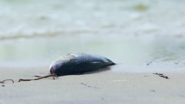 독성 물 동물을 죽이, 죽은 sealife를 데리고 파도가 모래에 죽어 물고기 — 비디오