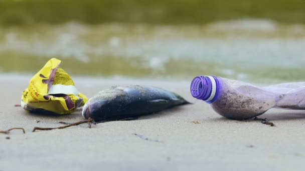 Littoral sale avec des poissons morts, vagues ramassant des débris et de la litière, écologie — Video