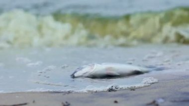 Yavaş nefes nefese balık sahil, Endüstriyel atık kirliliği yalan