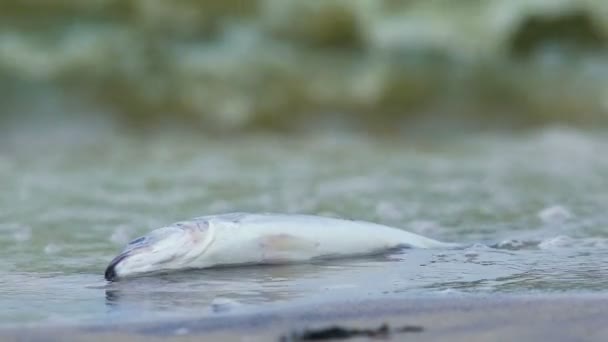 Peces oceánicos muertos por infección, contaminación y consecuencias de contaminación del agua — Vídeo de stock