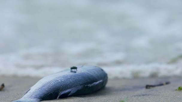 Fauna selvatica morta e enorme disordine di spazzatura e rifiuti sulla costa del lago, naufragio — Video Stock