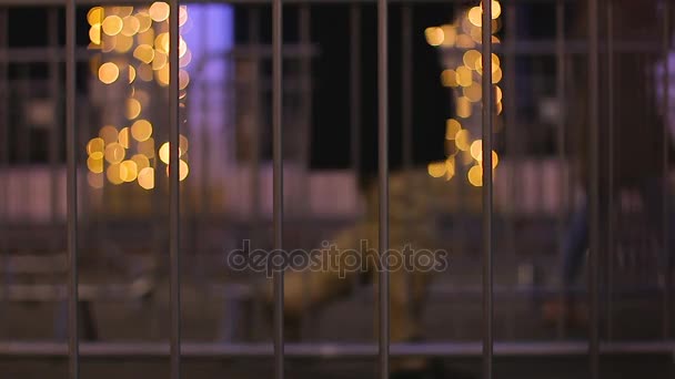 安全上の理由、セキュリティからのガードレールにフェンスで囲まれた廊下を通る人 — ストック動画