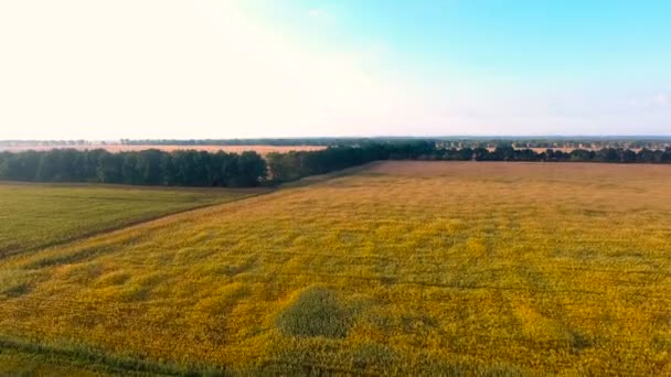 Goldene Felder, die sich weit in die Ferne ausbreiten und durch Baumreihen getrennt sind — Stockvideo