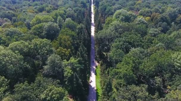 Largo camino que corre en medio del enorme parque nacional, santuario de preservación — Vídeo de stock