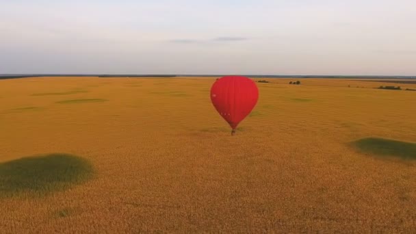 Αερόστατο ζεστού αέρα επιπλέει χαμηλά πάνω από χρυσό πεδίο, απολαμβάνει τη μοναξιά, διάσπαση της προσοχής — Αρχείο Βίντεο