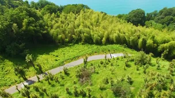 Arbres poussant sur les collines au bord de la mer, station balnéaire d'été, belle nature — Video