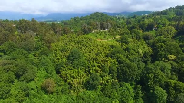 Hills covered in lush greenery in Batumi Botanical Garden railroad running along — Stock Video