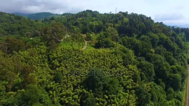 Árboles verdes que crecen en las colinas exuberantemente con la carretera corriendo en medio, Batumi Georgia — Vídeos de Stock