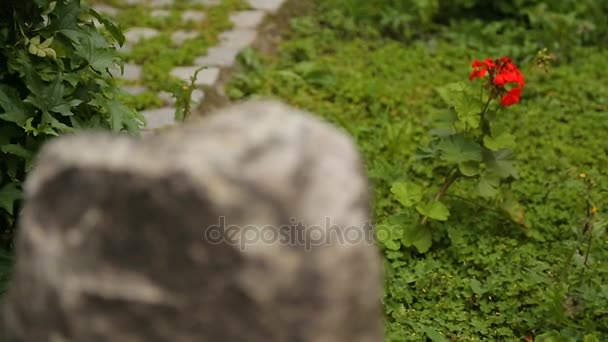 Яркий цветок, растущий среди камней, показывающий контраст между чистой жизнью и смертью — стоковое видео