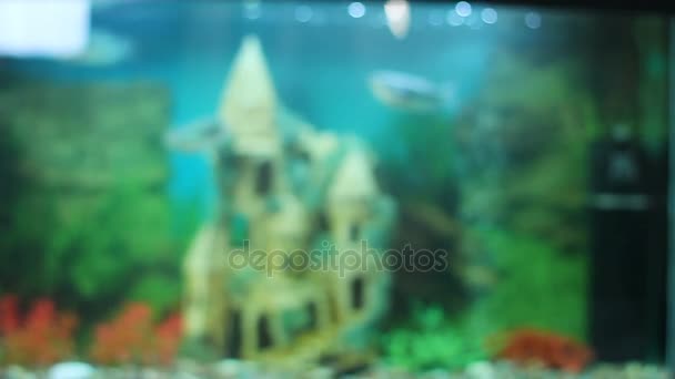 Hermosos peces nadando en el acuario con castillo submarino, hobby para relajarse — Vídeos de Stock