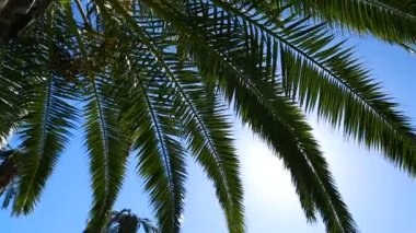 Palmiye ağacı güneş ve mavi berrak gökyüzü, tatil sahil tarafından karşı gösterilen bırakır