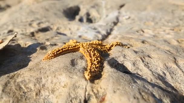 太陽の光、海の動物、環境問題で石の上に横たわって死んでいるヒトデ — ストック動画