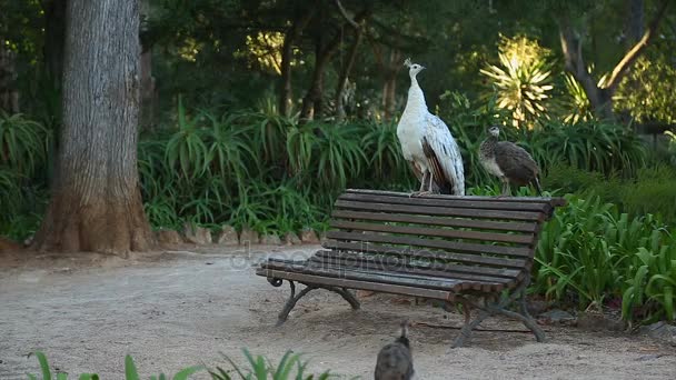Фазаны прогуливаются по земле и сидят на скамейке в парке, туристическая достопримечательность — стоковое видео