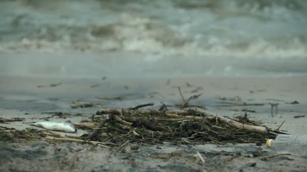 해변에 죽은 물고기, 물 오염 및 폐기물 자원의 영향을 부정 — 비디오