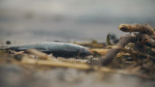 Крупный план мертвой рыбы на берегу моря, глобальные экологические проблемы загрязнения — стоковое видео