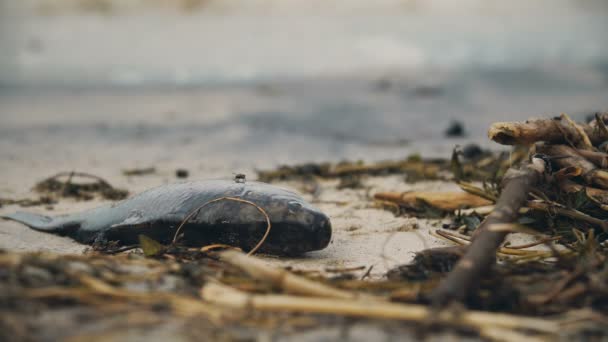 Peces muertos apestosos en descomposición en la costa contaminada, residuos tóxicos que dañan la naturaleza — Vídeo de stock