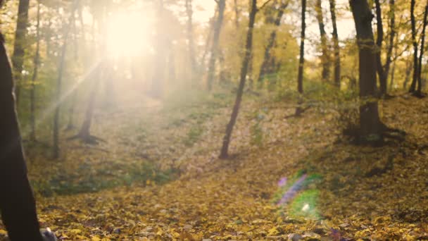 Kerl, der in den herbstlichen Laubwald geht, um allein zu sein und die Natur zu bewundern, Einsamkeit — Stockvideo