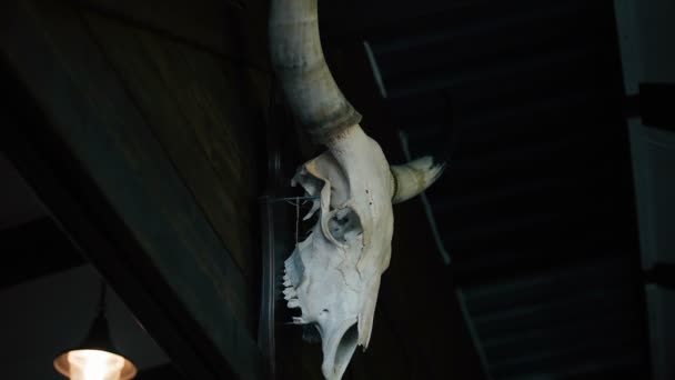 Hunter's skull trophy hanging in dark room, creepy bull skeleton with big horns — Stock Video