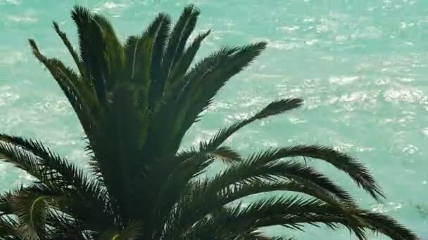 Palm tree leaves swaying in wind with turquoise smashing sea at background — Stock Video