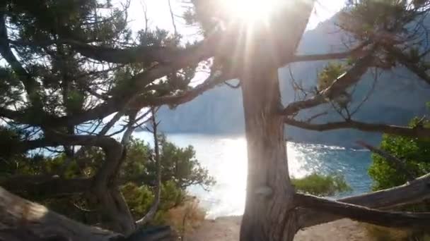 Increíble vista del ciprés y el mar Negro, paisajes de Crimea, naturaleza — Vídeo de stock