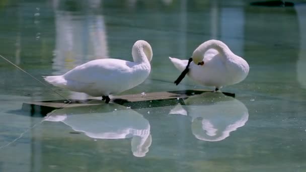 Swan ζευγάρι τον καθαρισμό φτερά στο ιερό, αντανάκλαση στο νερό, ακολουθία — Αρχείο Βίντεο