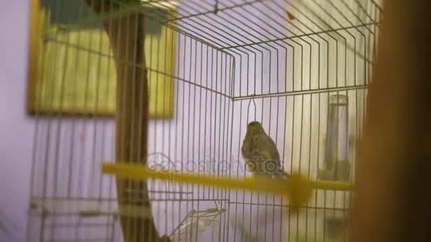Canario Doméstico Cantando Volando Jaula Observando Cámara Manteniendo Aves Compañía — Vídeo de stock