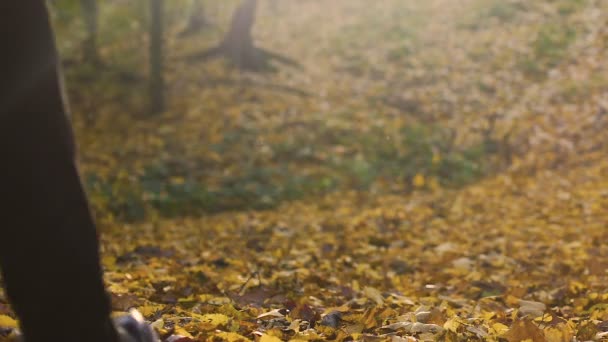 Junger Mann Rucksack Wandern im herbstlichen Wald, Mensch und Natur, goldene Jahreszeit — Stockvideo