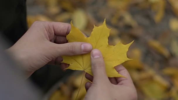 Yellow autumn leave in man hands, break up with partner, lost hope, depression — Stock Video