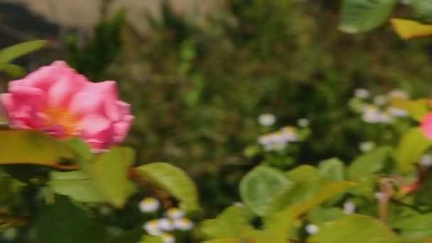 Krásné květiny v botanické zahradě v Georgia Batumi, zelení a příroda — Stock video