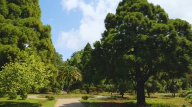 Botanik Bahçesi Batum, yeşil simge, ekolojik turizm yüksek ağaçlar