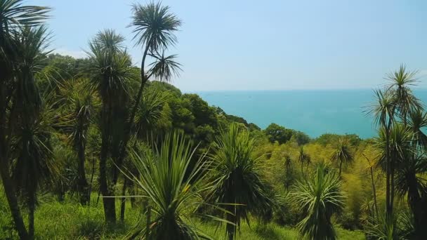 해안선, 바투 미 정원의 아름 다운 녹색 풍경 앞 야자수 — 비디오