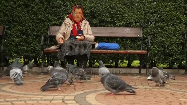 SOFIA, BULGARIA - CIRCA SEPTIEMBRE 2014: Gente en la ciudad. Anciana sentada en banco alimentando palomas con pan, pájaro blanco sobresaliendo — Vídeo de stock