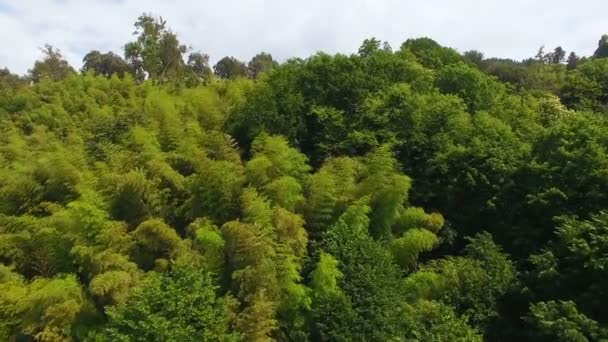 緑豊かな緑公園、国立保護区、自然の山の斜面をカバー — ストック動画